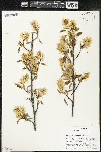 Amelanchier interior image