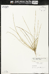 Schoenoplectiella purshiana image