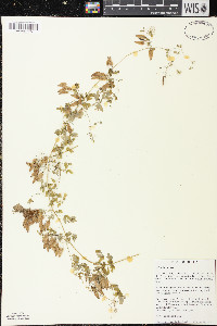 Adlumia fungosa image