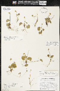 Viola renifolia image