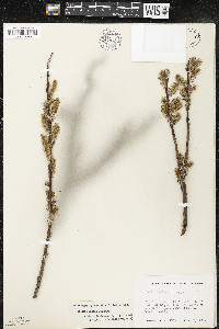 Salix candida image
