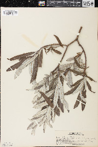 Salix candida image
