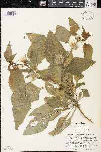 Leucophysalis grandiflora image