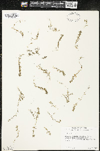 Callitriche palustris image