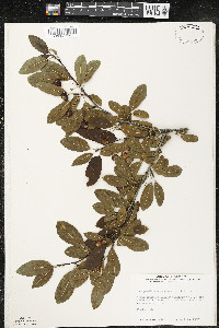 Ilex mucronata image