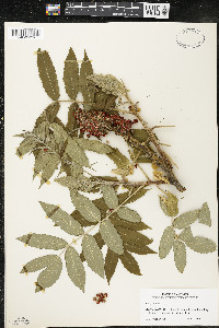 Rhus typhina image