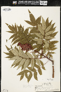 Rhus × borealis image