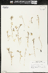 Floerkea proserpinacoides image