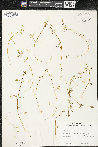 Floerkea proserpinacoides image
