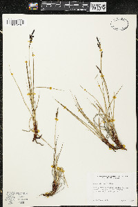 Carex bigelowii image