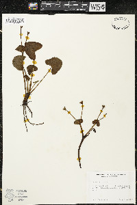 Caltha palustris image