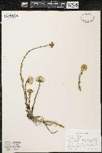 Tussilago farfara image