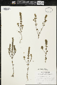 Euphrasia hudsoniana image