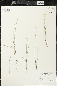 Juncus stygius var. americanus image