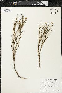 Vaccinium scoparium image