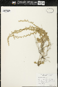 Artemisia frigida image