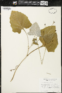 Adenocaulon bicolor image