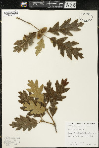 Quercus garryana image