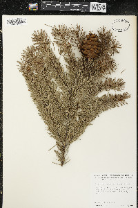 Pseudotsuga menziesii image