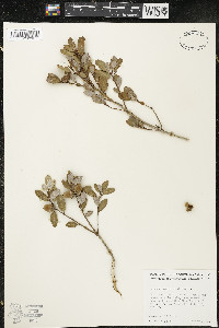 Quercus vacciniifolia image