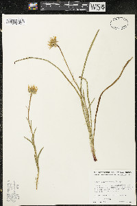 Oreostemma elatum image