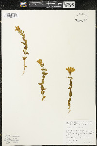 Gentiana calycosa image