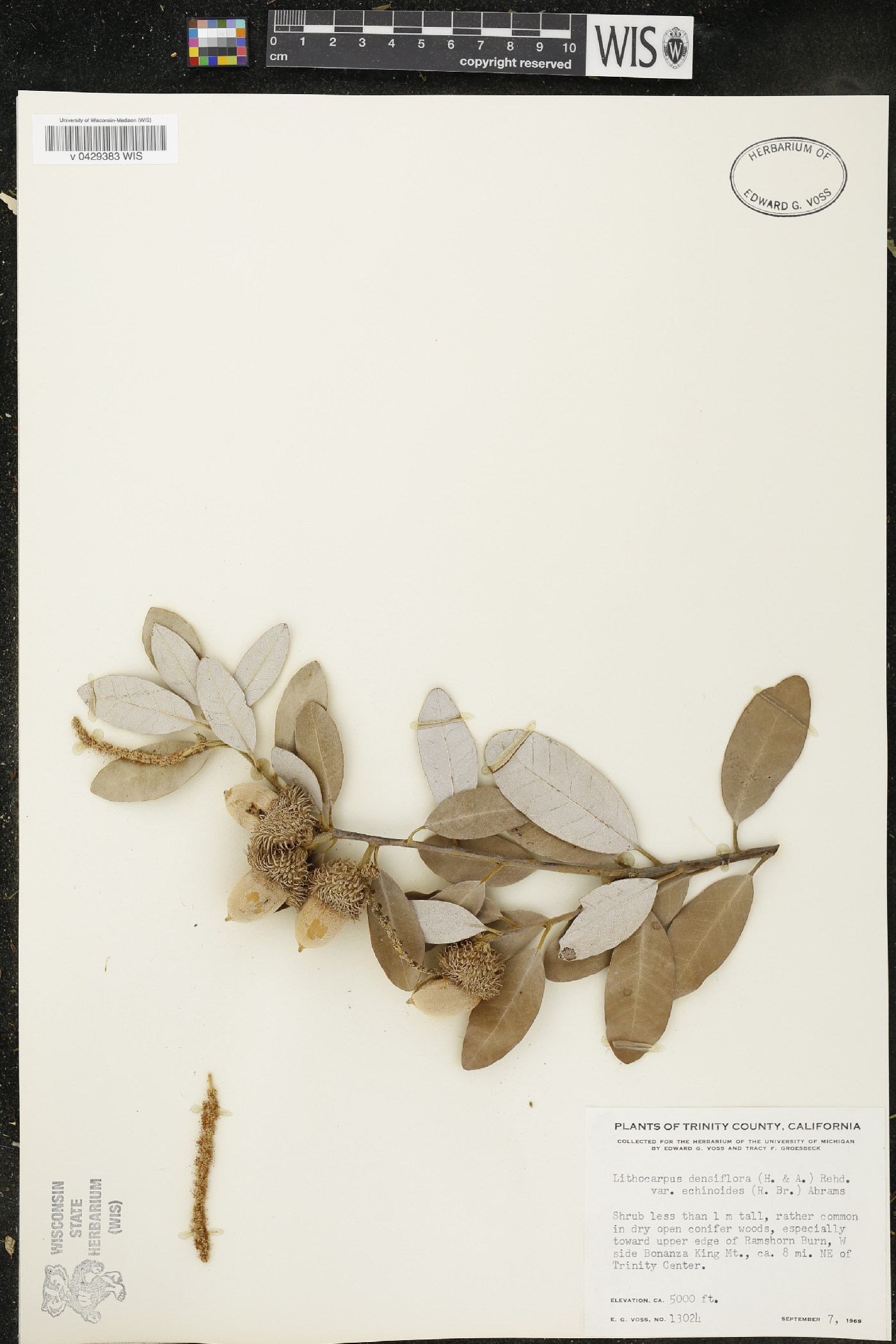 Lithocarpus densiflorus var. echinoides image