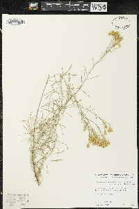 Ericameria nauseosa var. oreophila image