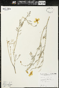 Eschscholzia caespitosa image