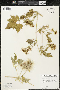 Clematis ligusticifolia image