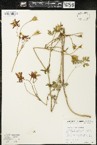 Aquilegia eximia image