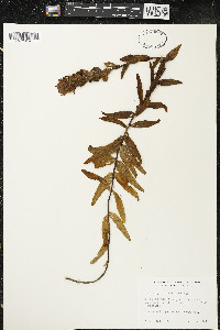 Castilleja litoralis image