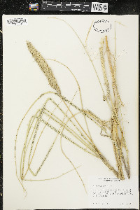 Ammophila arenaria image