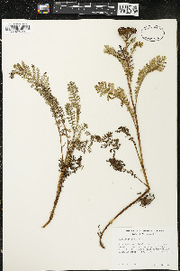 Tanacetum douglasii image