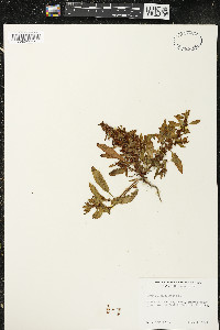 Rumex persicarioides image