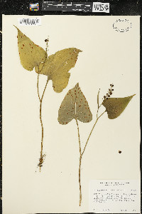 Maianthemum dilatatum image