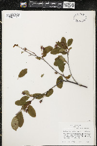 Amelanchier bartramiana image