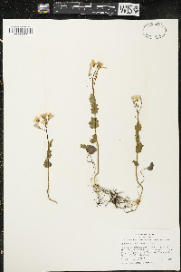 Cardamine douglassii image