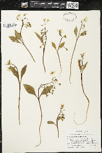 Claytonia caroliniana image