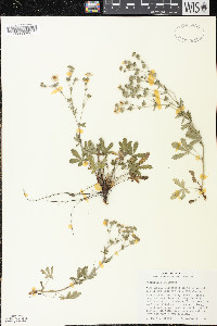 Potentilla inclinata image