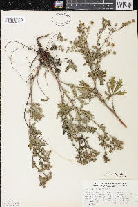 Potentilla inclinata image