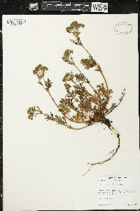 Potentilla pensylvanica image