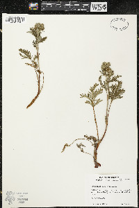 Potentilla pensylvanica image