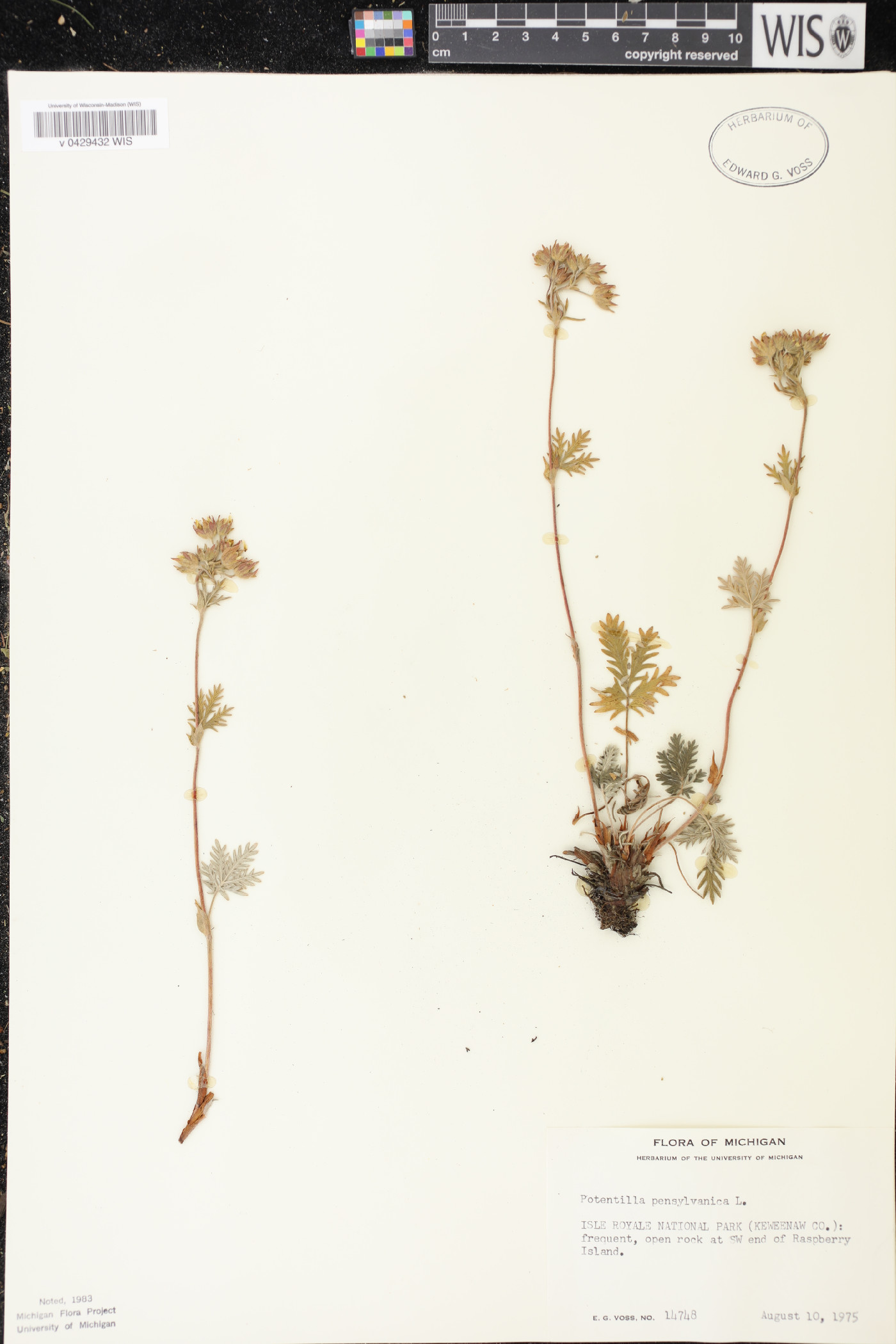 Potentilla litoralis image
