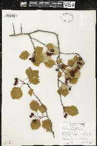 Crataegus chrysocarpa image