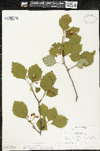 Crataegus chrysocarpa image