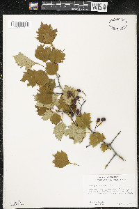 Crataegus chrysocarpa image