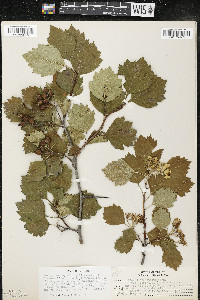 Crataegus chrysocarpa image