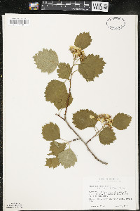 Crataegus chrysocarpa image