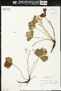 Waldsteinia fragarioides image